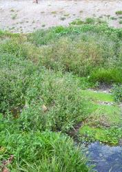 Veronica anagallis-aquatica. Habit. Lake Horowhenua, Manawatu.
 Image: P.J. Garnock-Jones © Te Papa CC-BY-NC 3.0 NZ